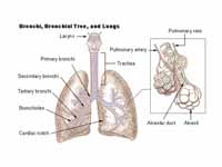 Bronchi, bronchial tree, and lungs