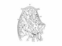 Part of a secondary lobule from the d...