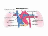 Pulmonary circulation