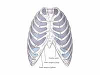 Front view of thorax, showing the rel...