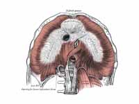Inferior view of the human diaphragm