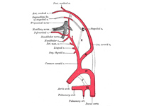 Diagram showing the origins of the ma...