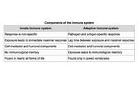 Components of the immune system.