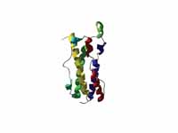 Ribbon representation of oncostatin M...