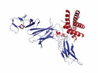 Crystal structure of human IL-12