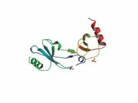 Chemokine (C-C motif) ligand 2