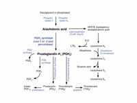 Pathways in the biosynthesis of eicos...