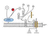 Membrane attack complex. Some labels ...