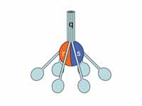 The C1 protein, showing subunits C1r,...