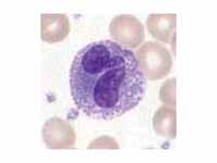 Eosinophil granulocyte