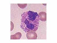 Image of an eosinophil