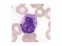 Basophil