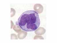 Monocyte