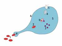 a. Ingestion through phagocytosis, a ...