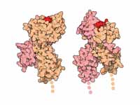 Protein images comparing the MHC I (1...