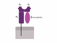 Schematic representation of MHC class...