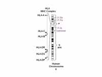 HLA region of Chromosome 6