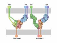 TCR-MHC bindings