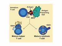 Antigen presentation stimulates T cel...