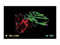 Animation - A single chain antibody f...