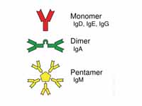 Some antibodies form complexes that b...