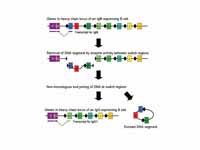 Mechanism of class switch recombinati...