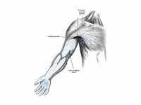 Lymphatics of the arm