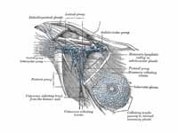 Lymphatics of the axillary region