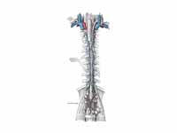 The thoracic and right lymphatic duct...