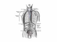 Deep lymph nodes and vessels of the t...