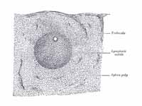 Transverse section of a portion of th...
