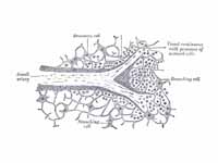 Section of the spleen, showing the te...