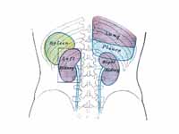 Back of lumbar region, showing surfac...