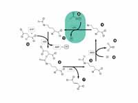 Urea cycle