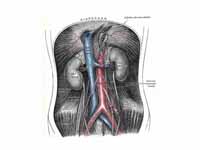 The circulation to and from the kidneys.