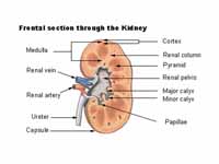Frontal section through the kidney