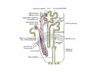 Nephron of the kidney without juxtagl...