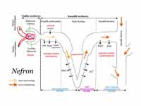 Nephron. Diagram is labeled in Polish...