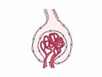 Glomerulus. (Bowman's capsule not lab...