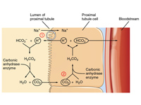 Conservation of bicarbonate in kidney.