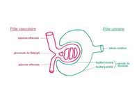 Glomerulus is red; Bowman's capsule i...