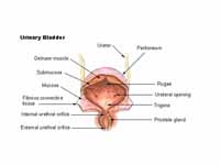 Anatomy of Urinary bladder