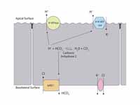 Alpha intercalated cell