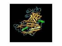 Molecular structure of renin