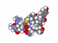 Space-filling model of arginine vasop...