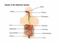 Organs of the digestive system.