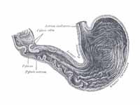Interior of the stomach. (Pylorus lab...