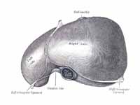 Liver - front view