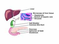 Schematic diagram of biliary system