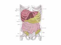 Topography of thoracic and abdominal ...